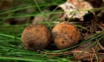 Houba triofel